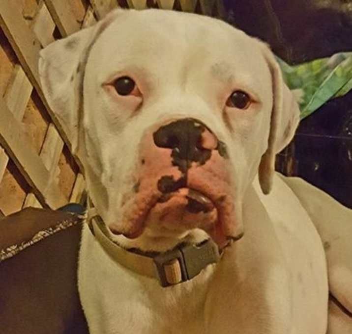 Photo of Dexter II