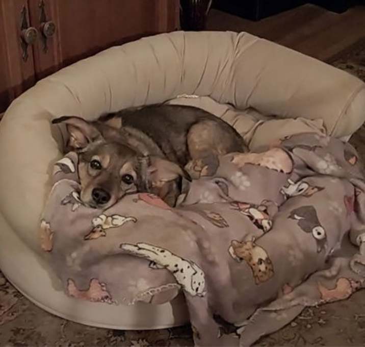 Photo of Indy -girl