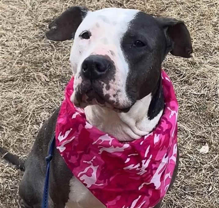 Photo of Rose