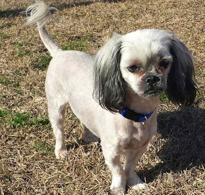 Photo of BARNEY-ADOPTED