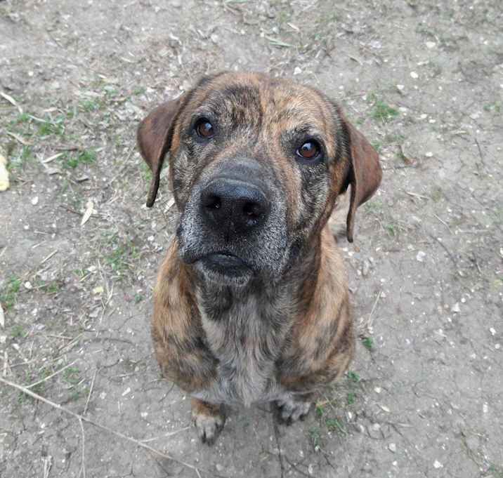 Photo of Archie