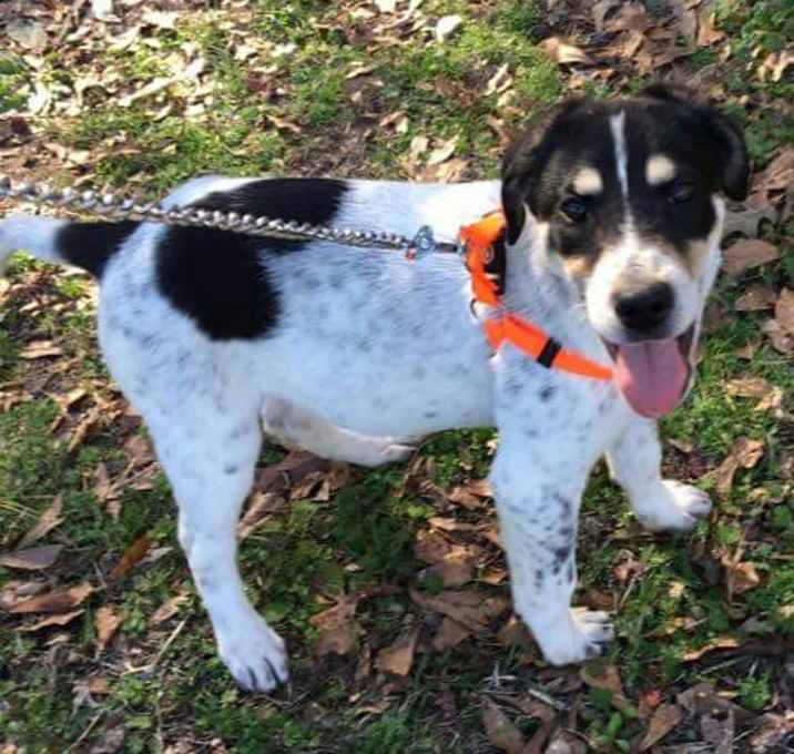 Photo of BANDIT-ADOPTED