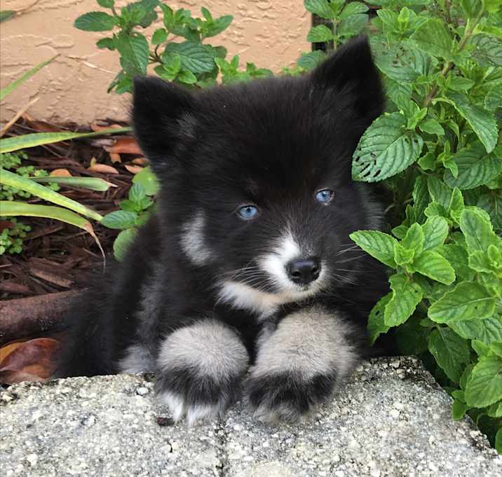 Photo of Pomsky 7E10177058