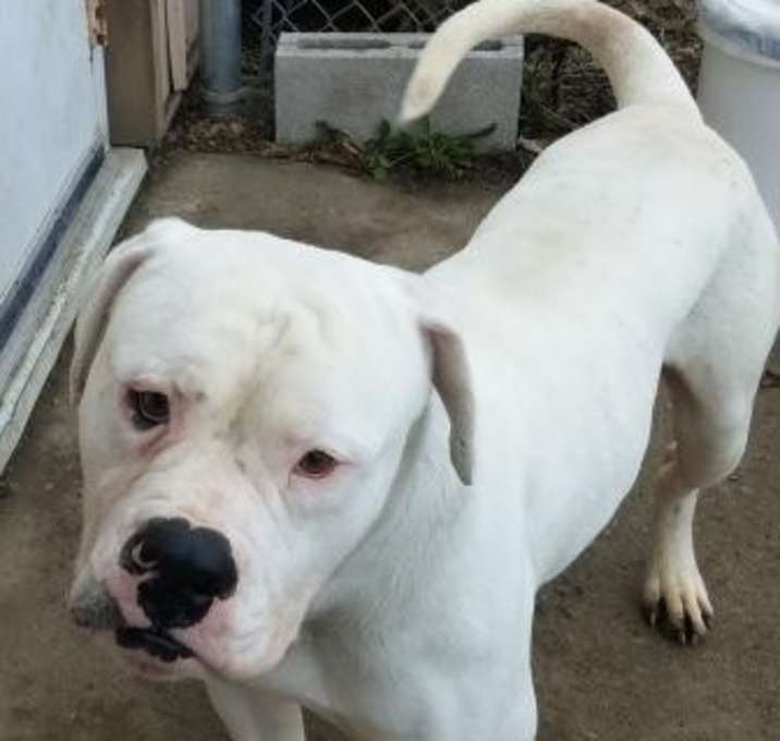 Photo of Scrappy