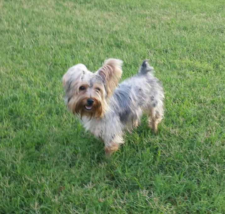 Photo of BARRY-ADOPTED