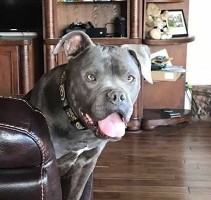 Photo of Chewie