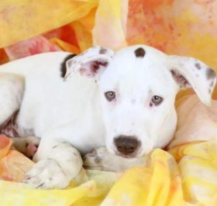 Photo of Dot