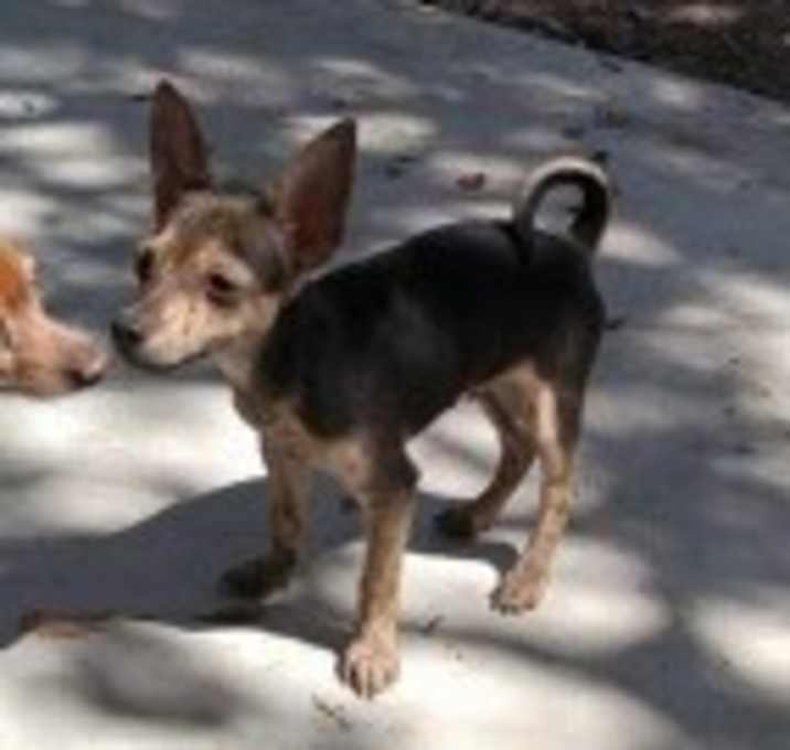 Photo of CHARLIE BROWN
