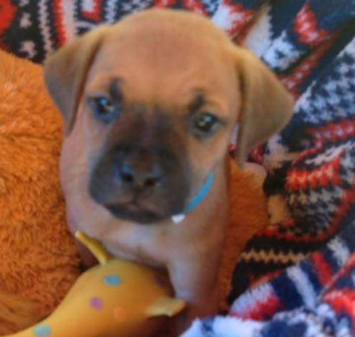 Photo of BARLEY-ADOPTED