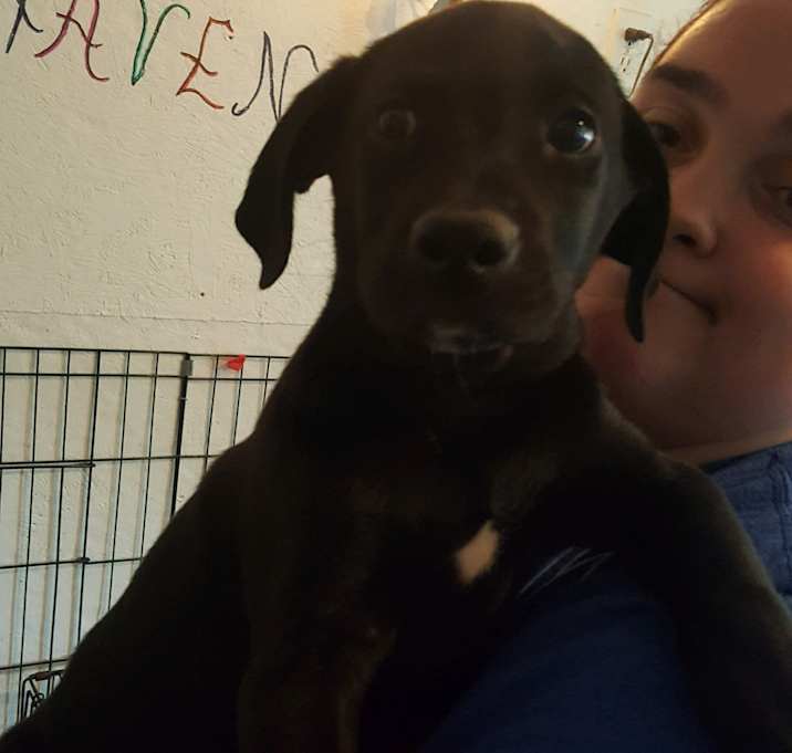 Photo of BAXTER-ADOPTED