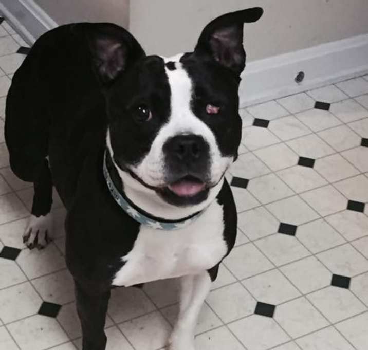 Photo of Bandit