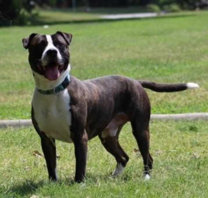 Photo of Rolo