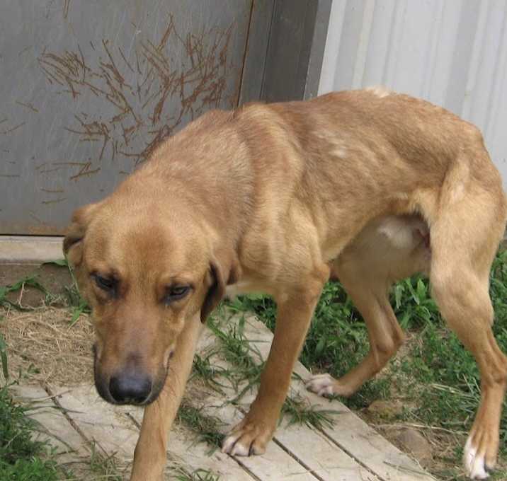 Photo of Tiger