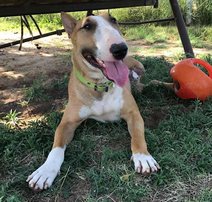 Photo of Daisy