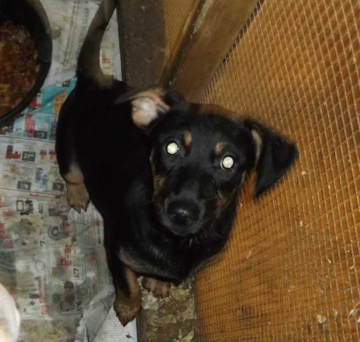 Photo of Sweetie