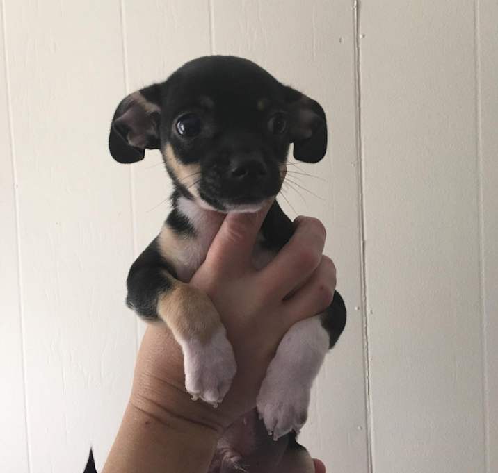 Photo of pip squeak