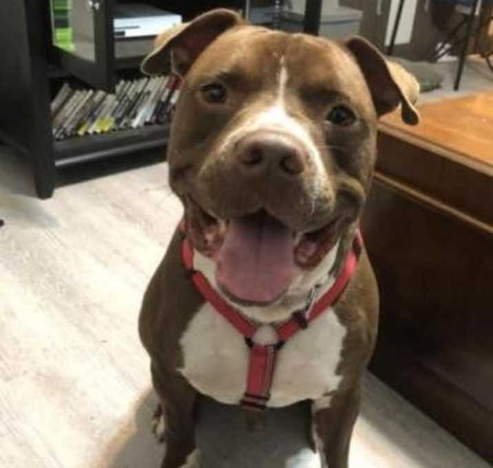Photo of Saul (in foster)
