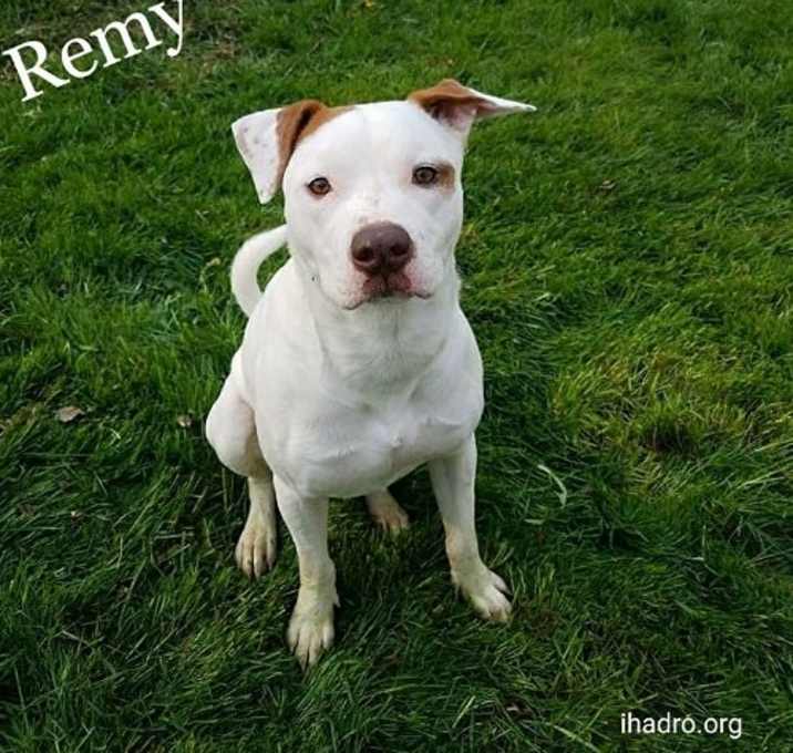 Photo of Remy