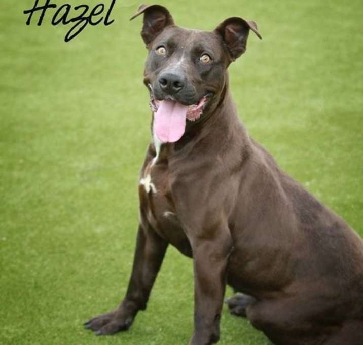 Photo of Hazel