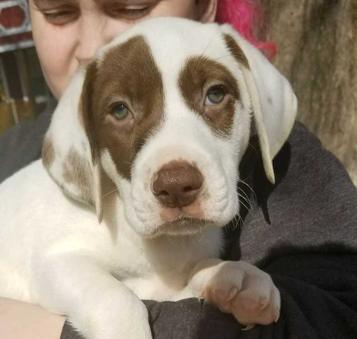Photo of AXLE-adopted