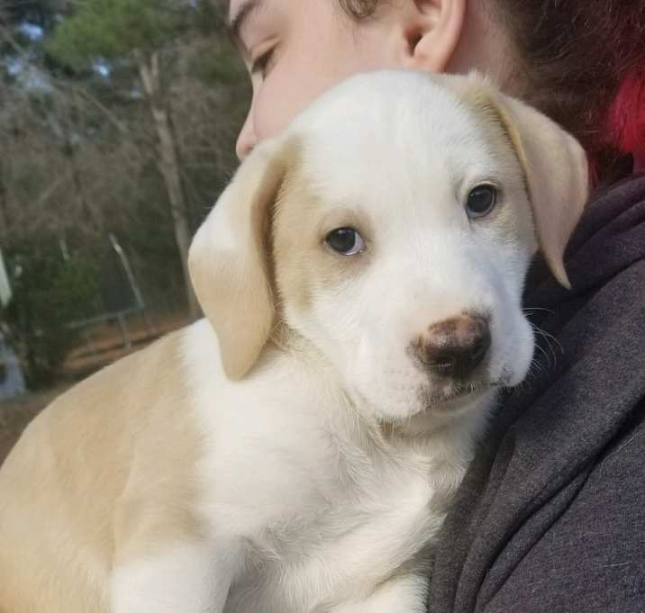 Photo of AUGUST-Adopted
