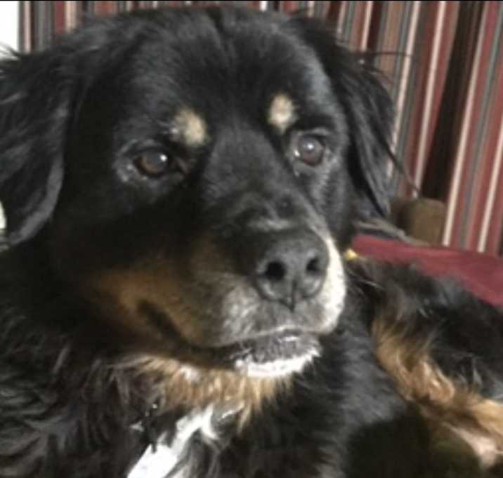 Photo of Rocco
