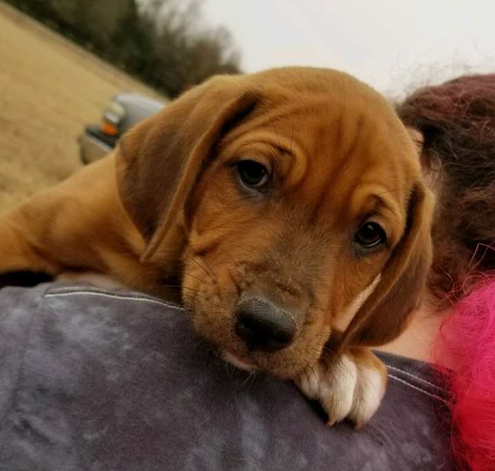 Photo of ARLO-adopted