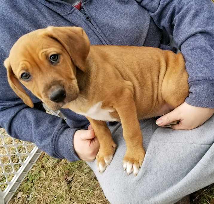 Photo of ATHENA-ADOPTED