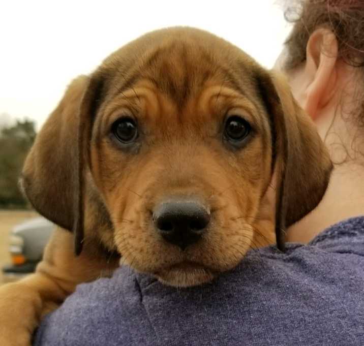 Photo of AVA-ADOPTED