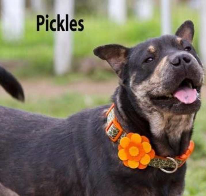 Photo of Pickles