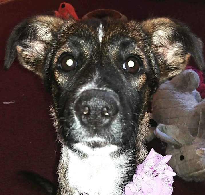 Photo of Dolly