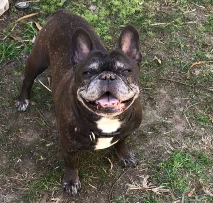 Photo of Stitch