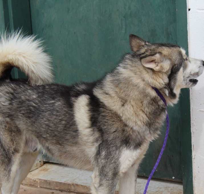 Photo of Balto
