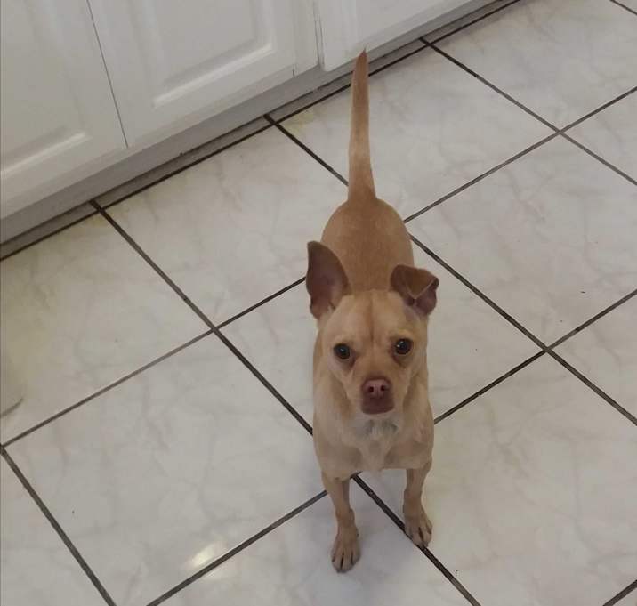 Photo of Brownie