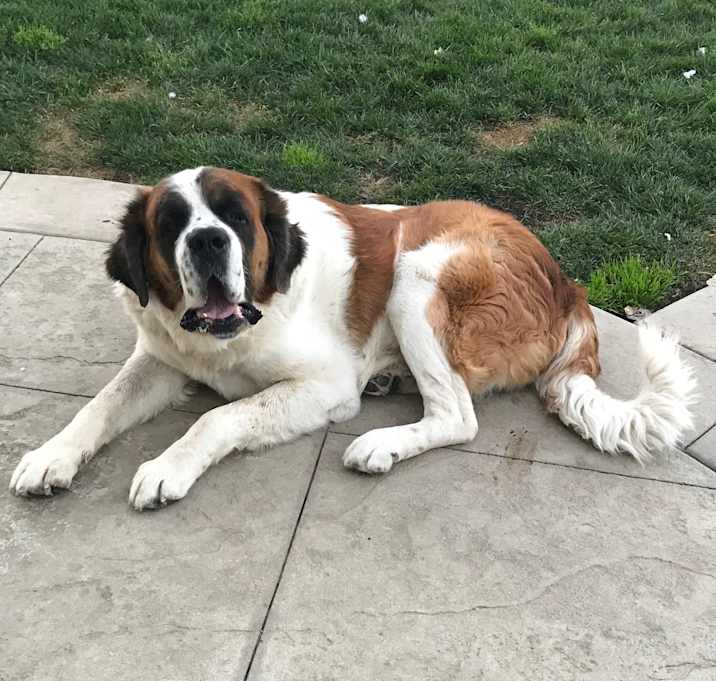 Photo of Shiloh