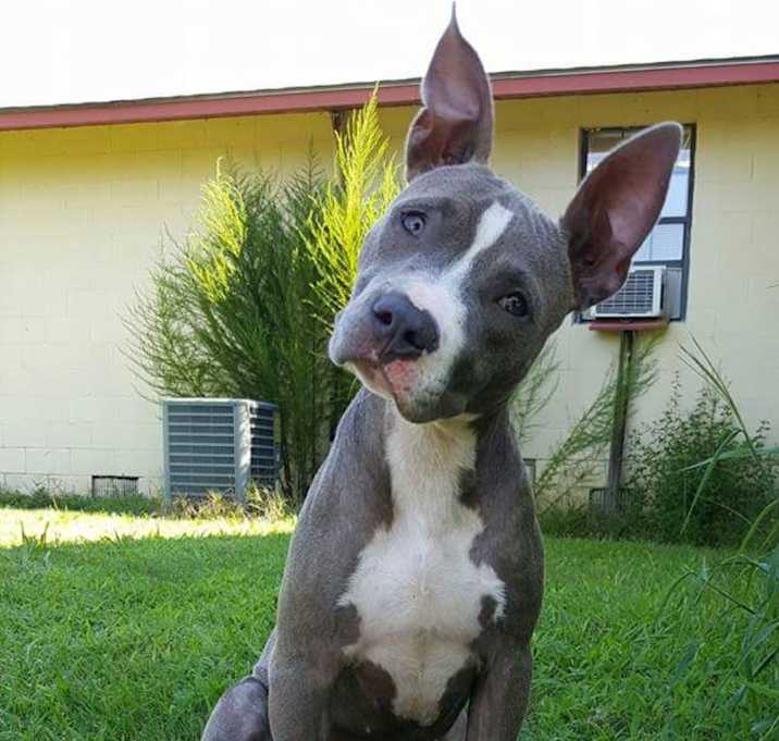 Photo of BAILEY-ADOPTED