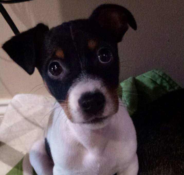 Photo of BANDIT-ADOPTION PENDING