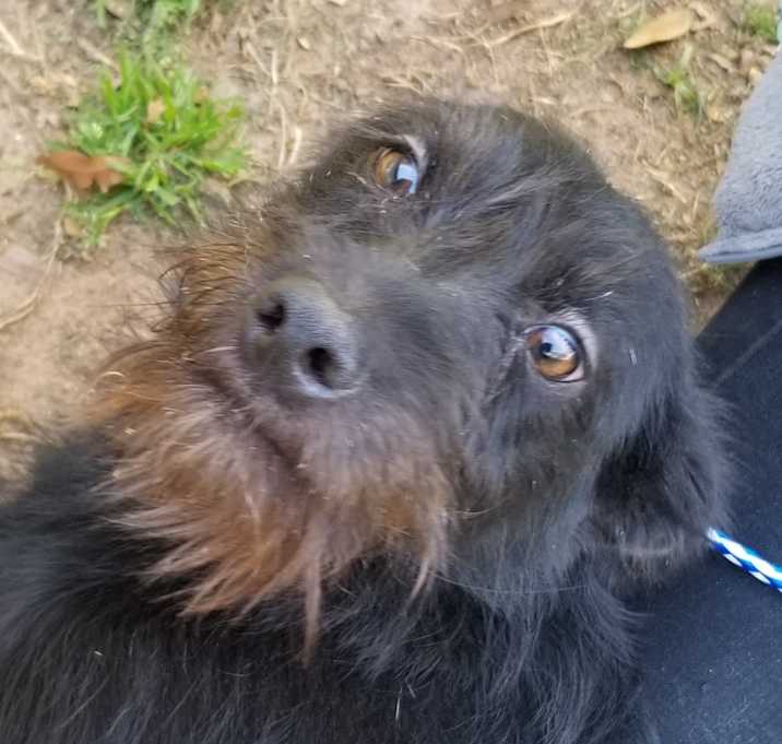 Photo of BARNEY