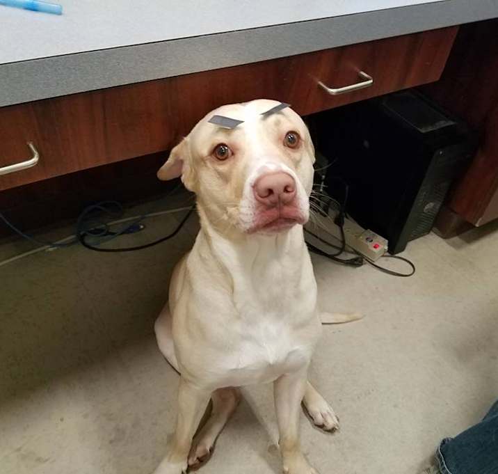 Photo of Hank