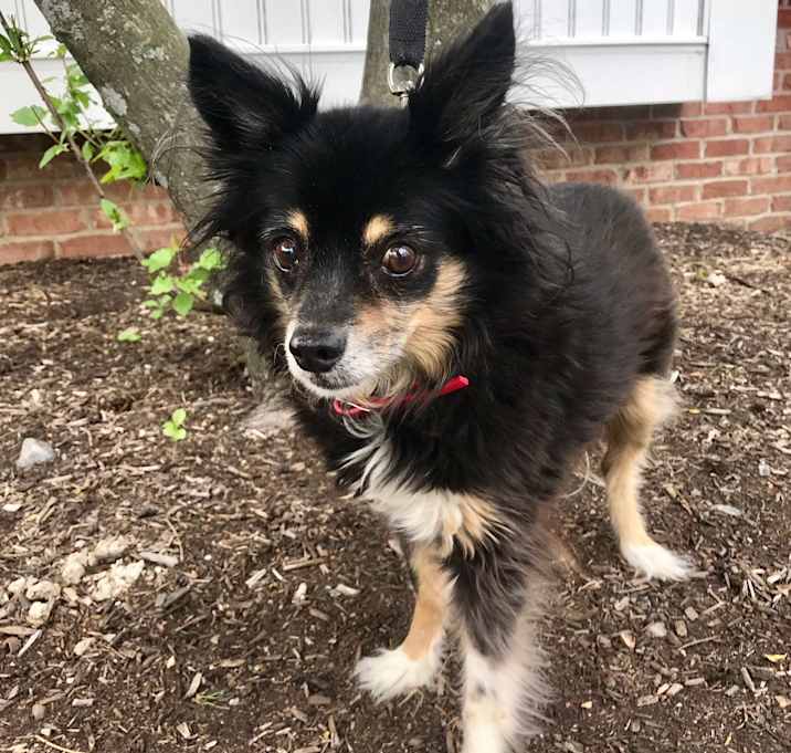 Photo of Daisy