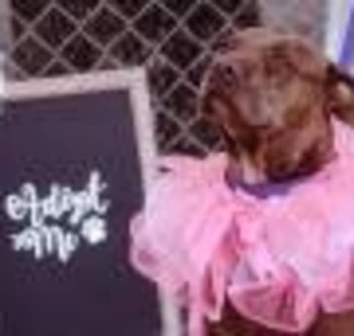 Photo of Gracie