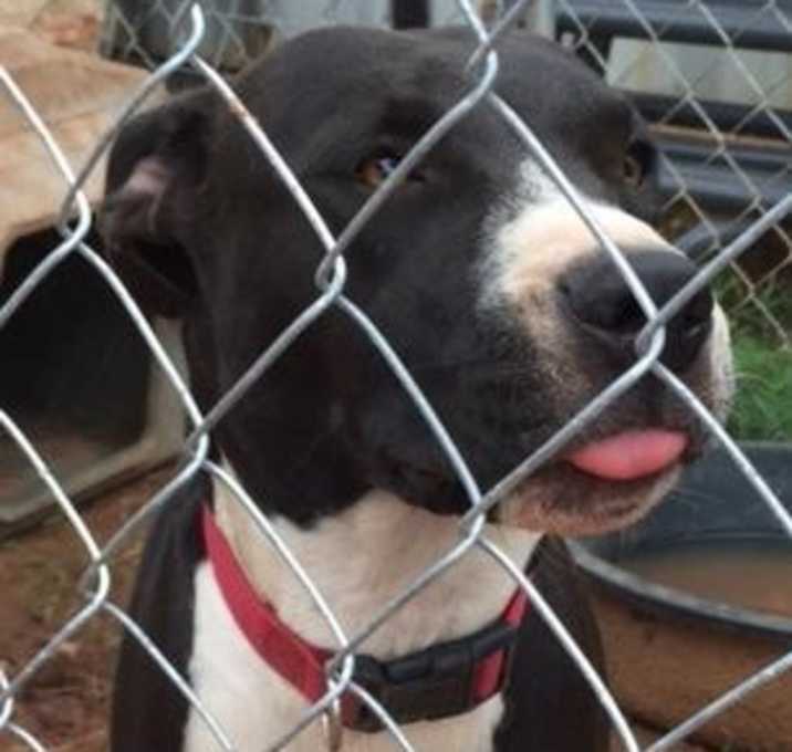 Photo of Dexter