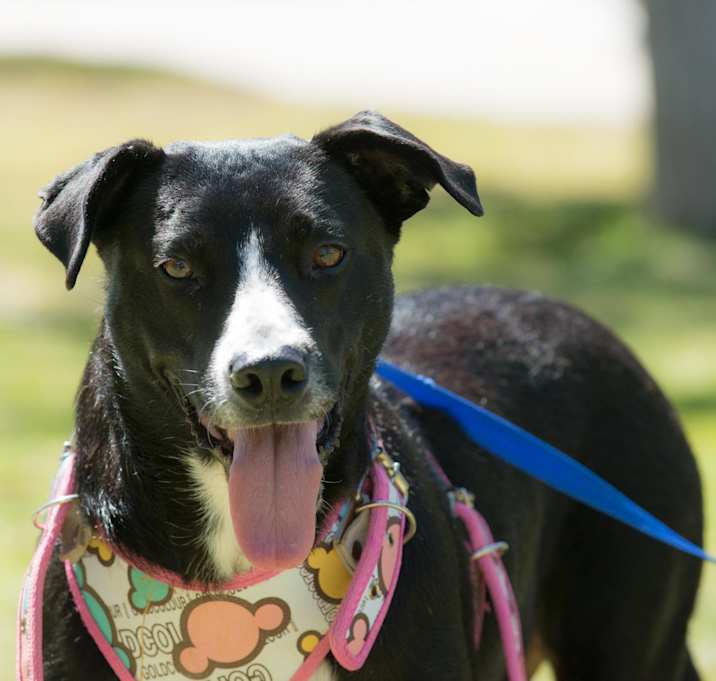 Photo of Shadow