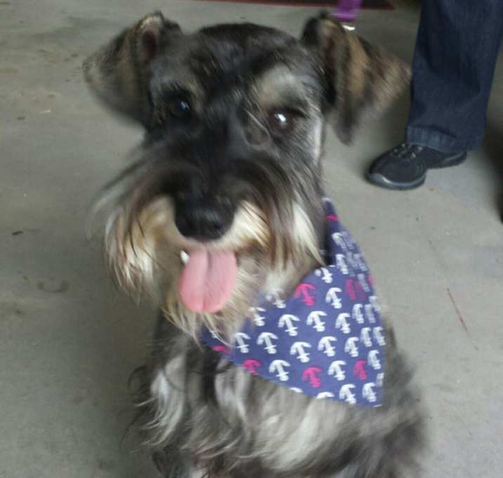 Photo of ASH-ADOPTED