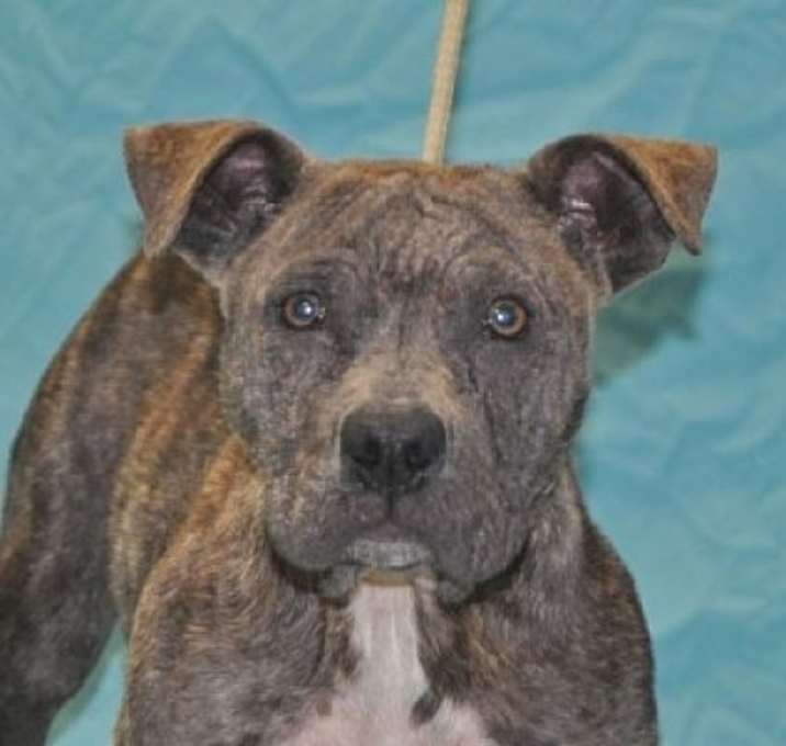 Photo of ROSEBUD