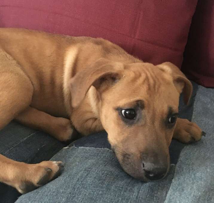 Photo of ASHER-ADOPTED