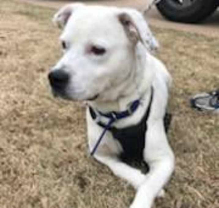 Photo of Cooper
