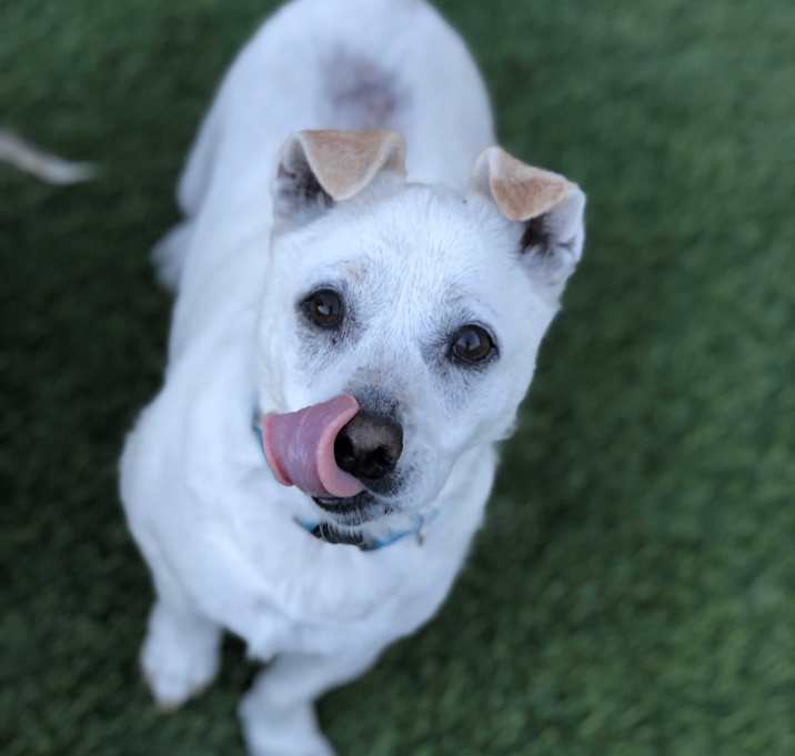 Photo of Ziggy
