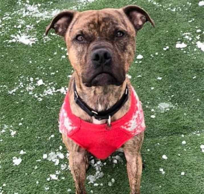 Photo of Atlas