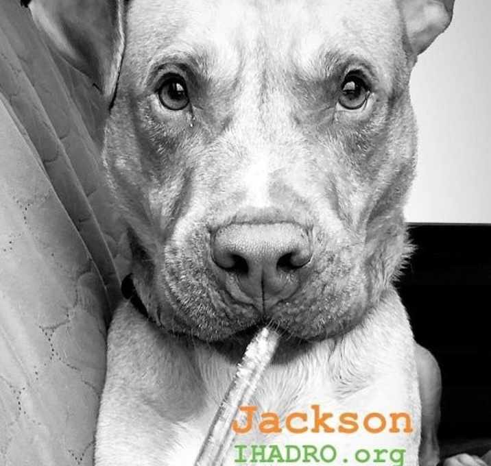 Photo of Jackson